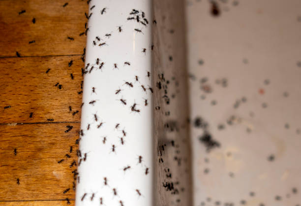 Best Best Pest Control Companies  in East Norwich, NY