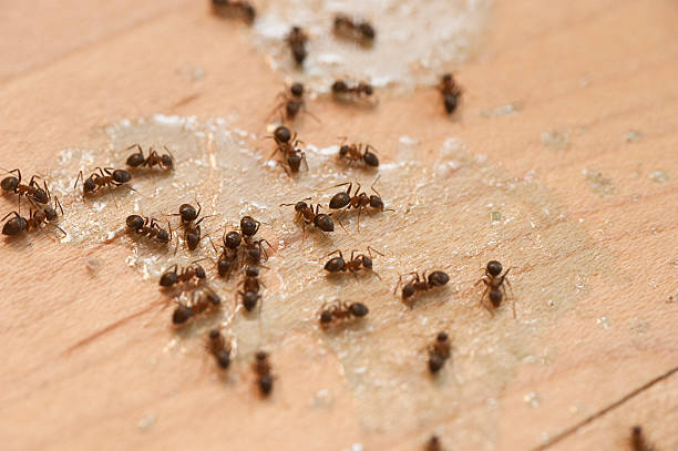 Best Ant Control Services  in East Norwich, NY